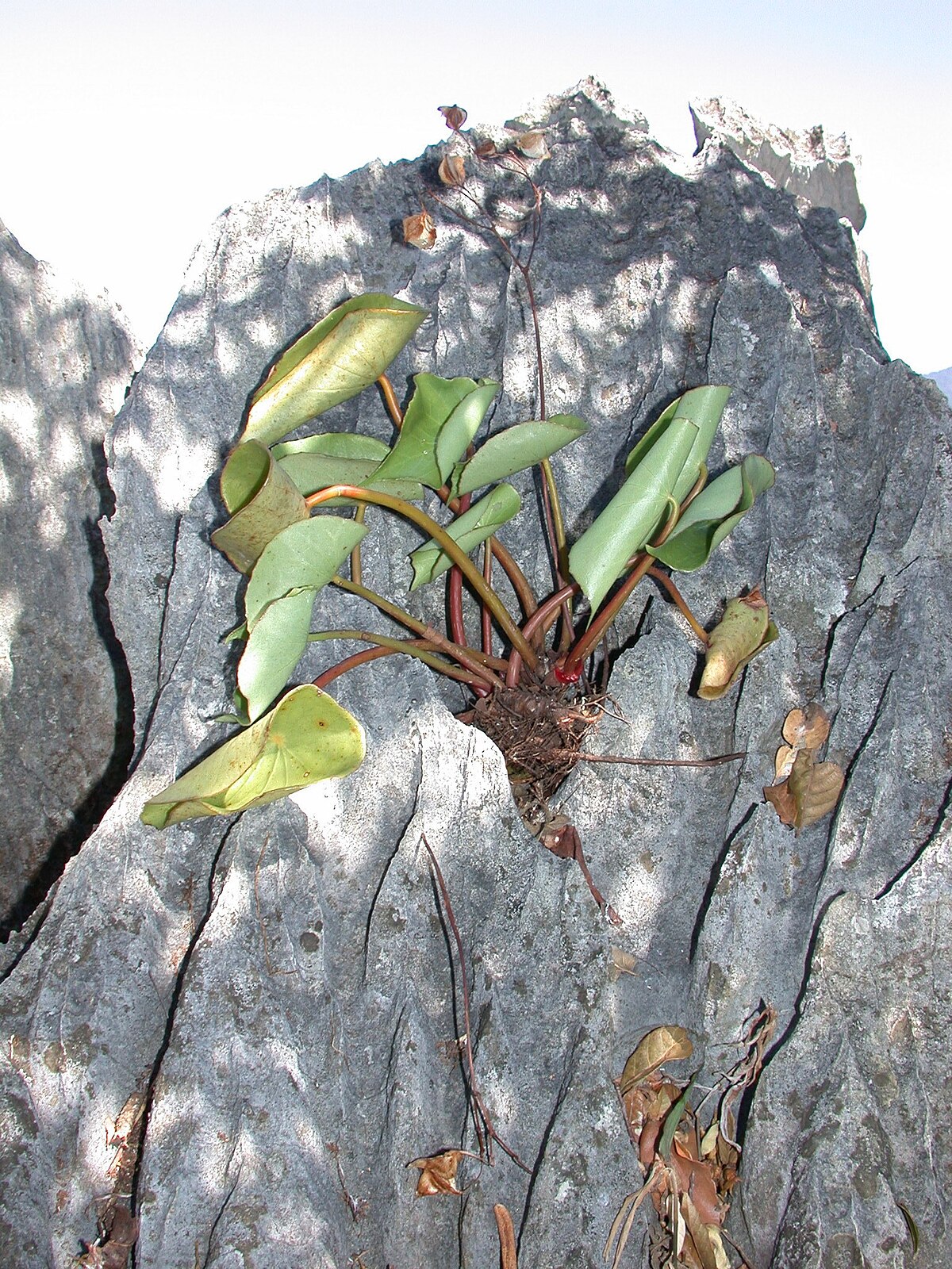Begonia peltatifolia