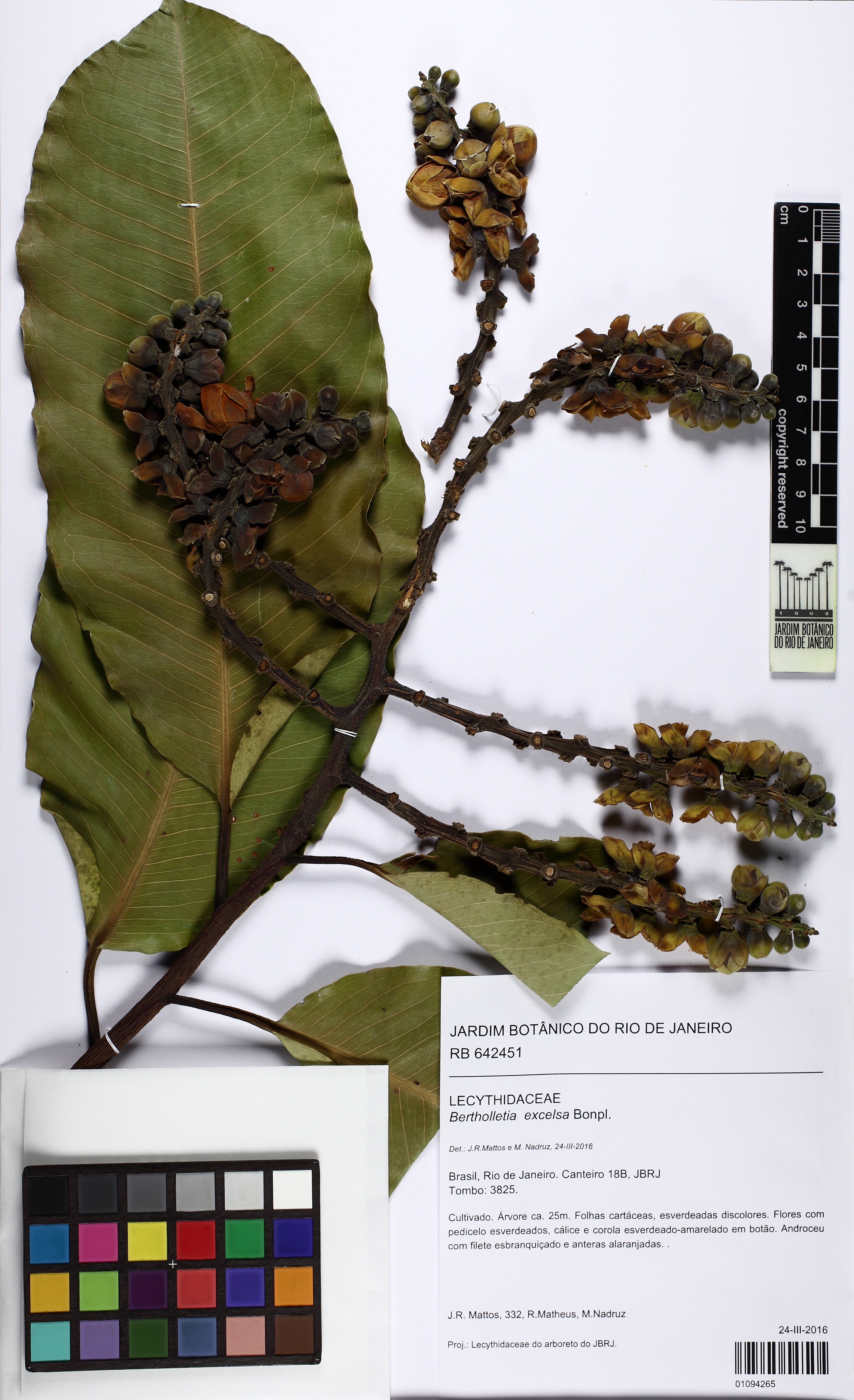 Bertholletia excelsa