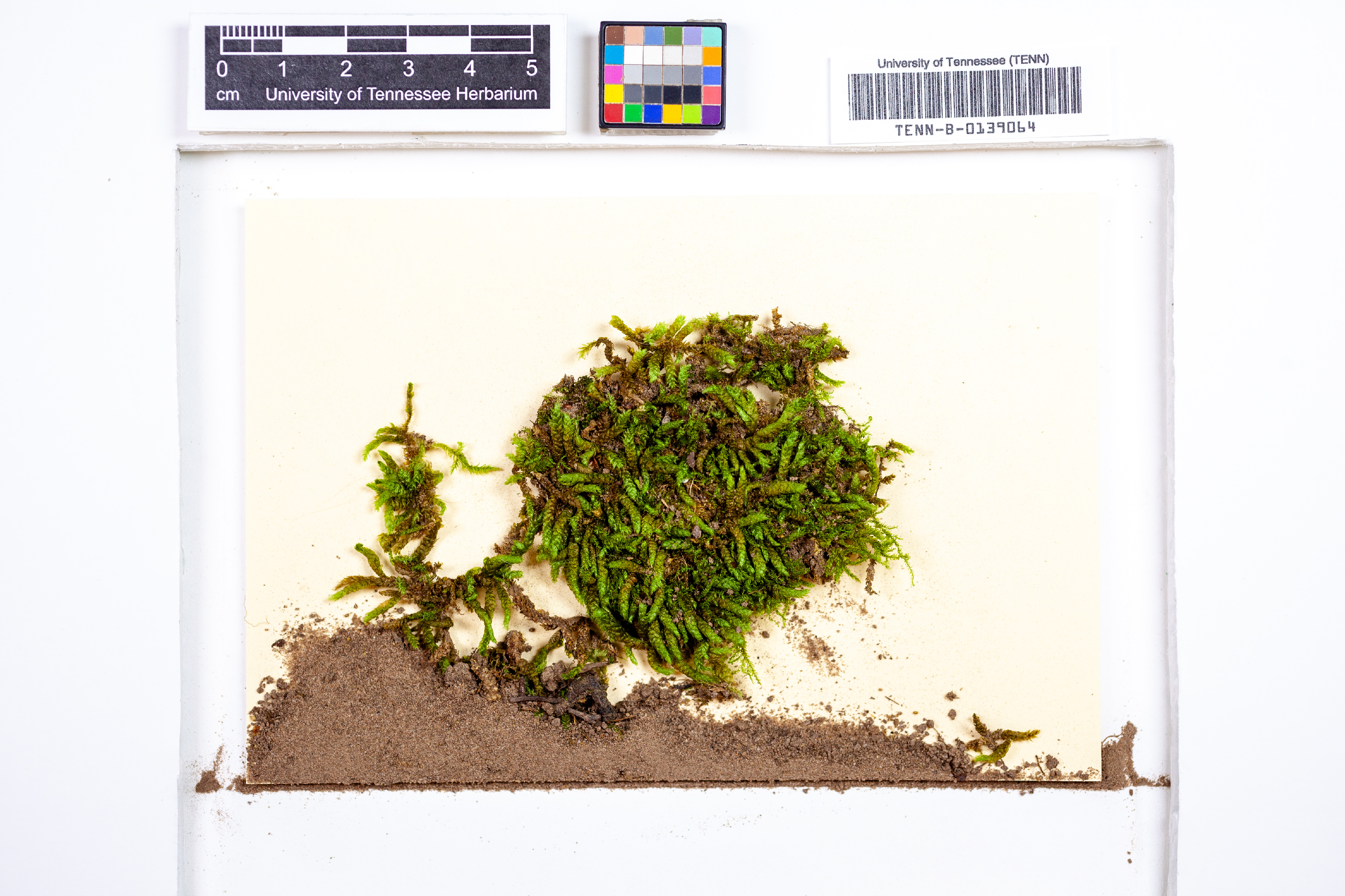 Bryoandersonia illecebra