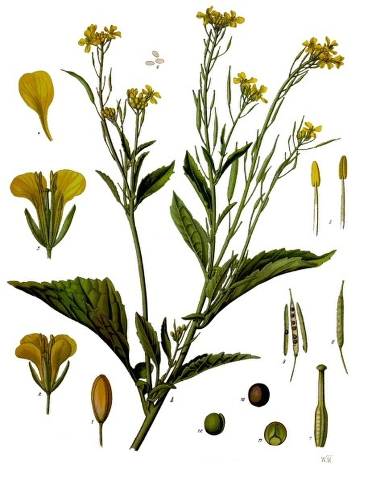 Brassica juncea (alt.)