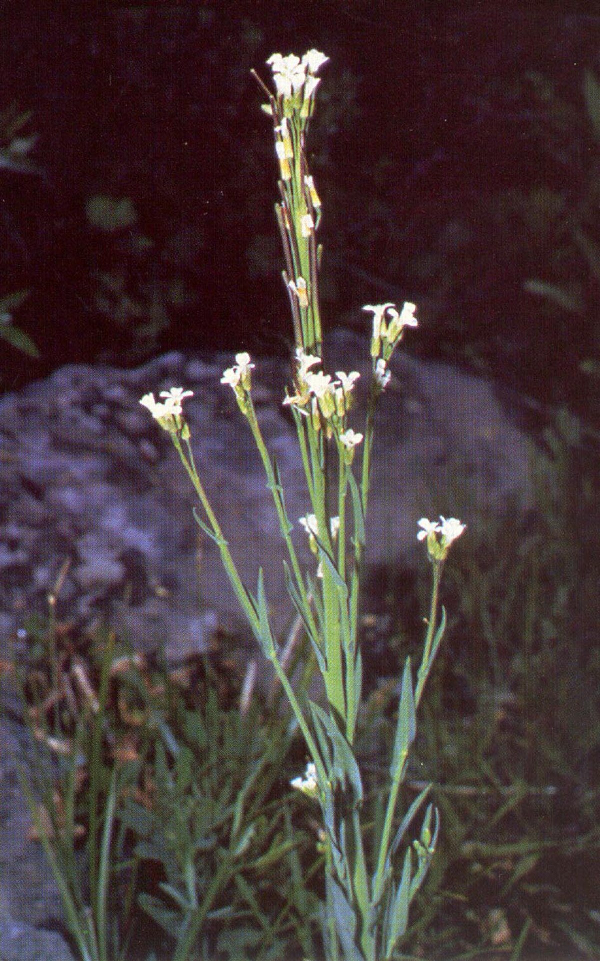 Boechera stricta