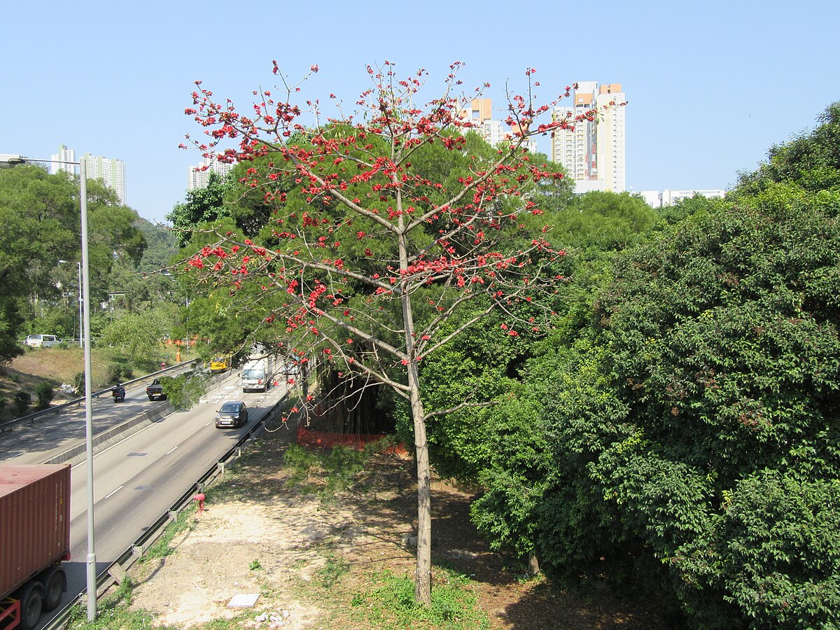 Bombax ceiba