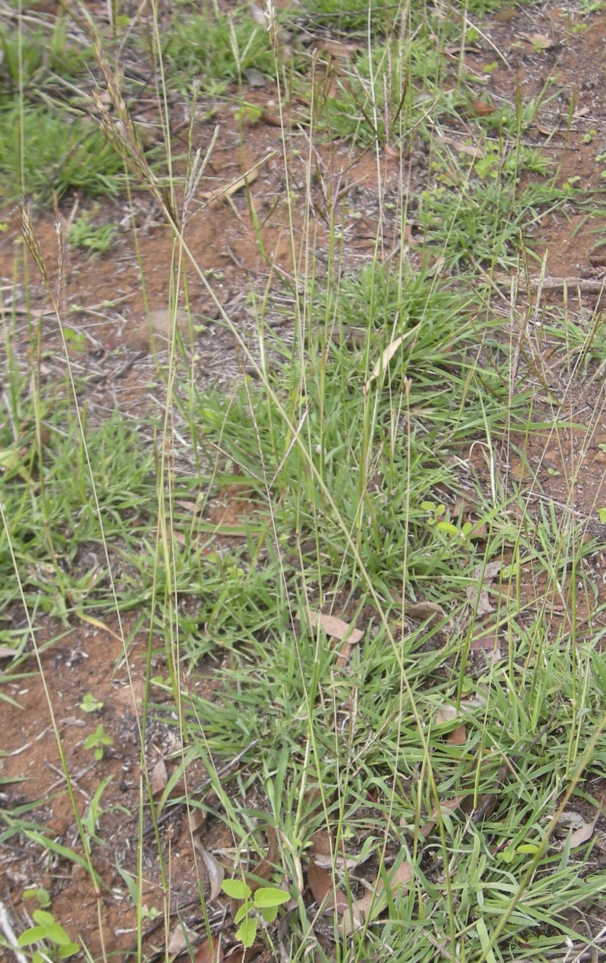 Bothriochloa decipiens