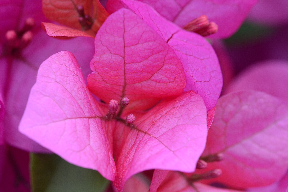 Bougainvillea x