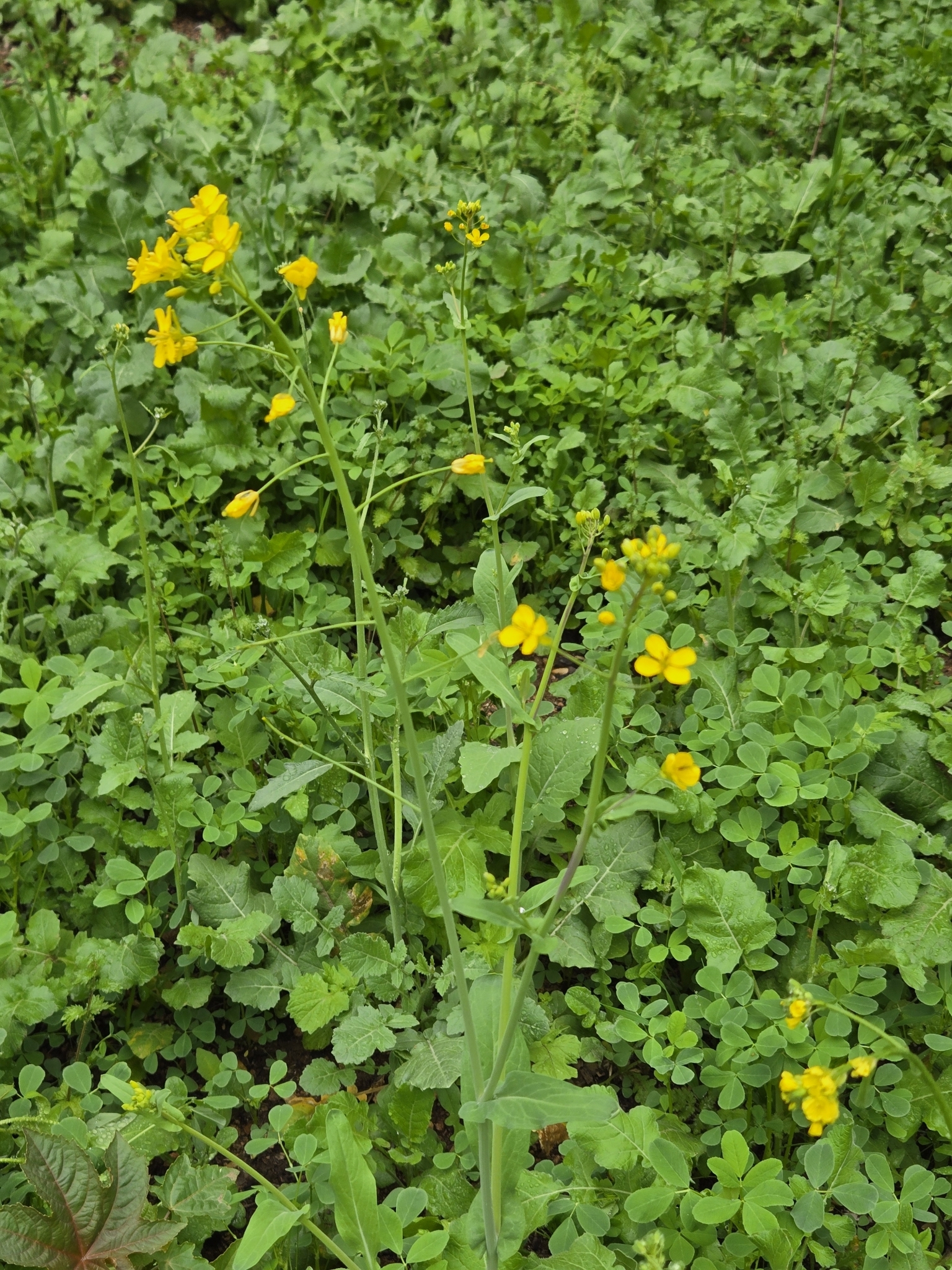Brassica rapa Chiifu