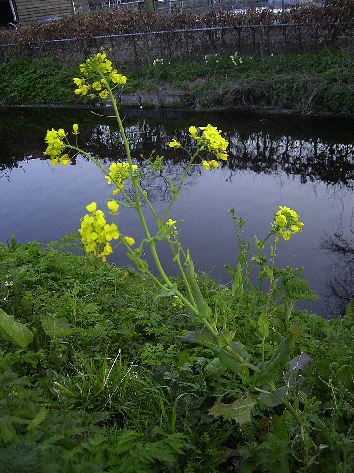 Brassica gravinae