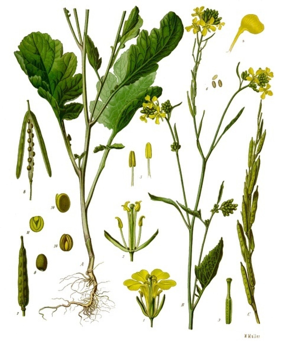 Brassica nigra