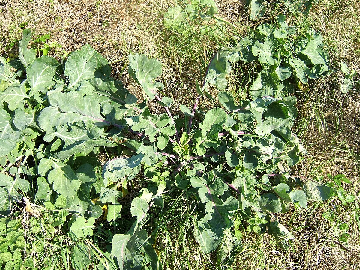 Brassica oleracea