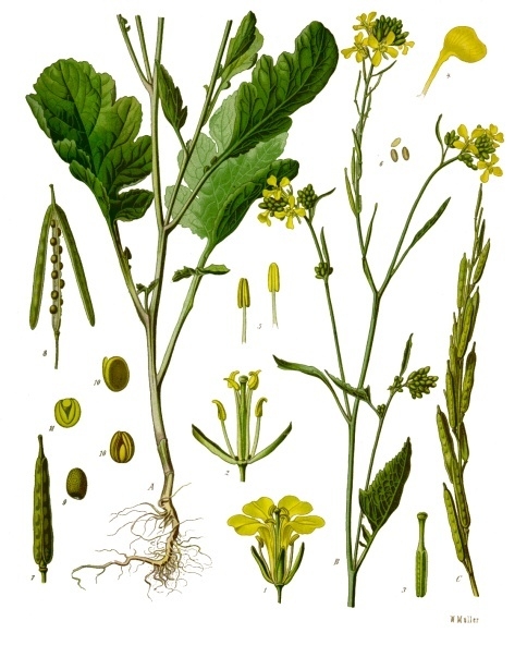 Brassica nigra