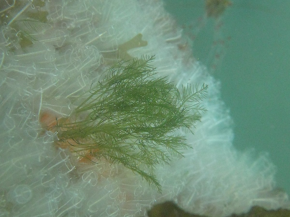 Bryopsis sp