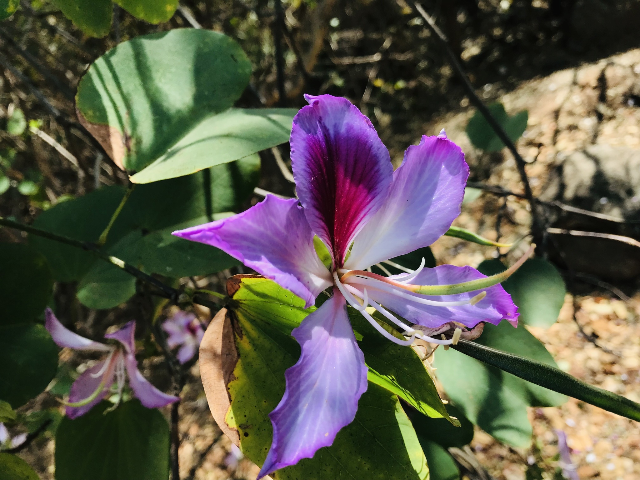 Bauhinia variegata
