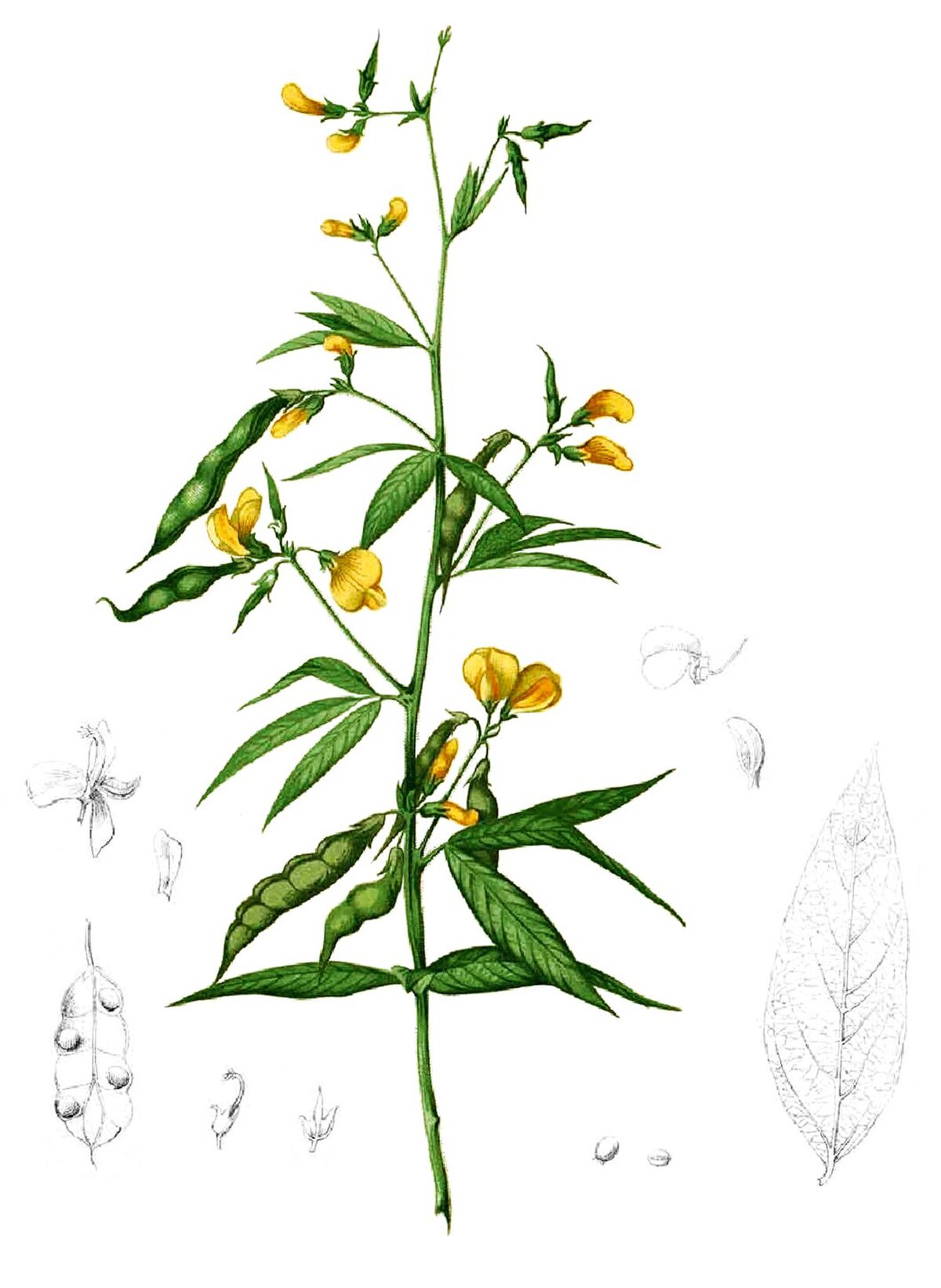 Cajanus cajan