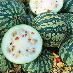 Citrullus amarus PI296341FR