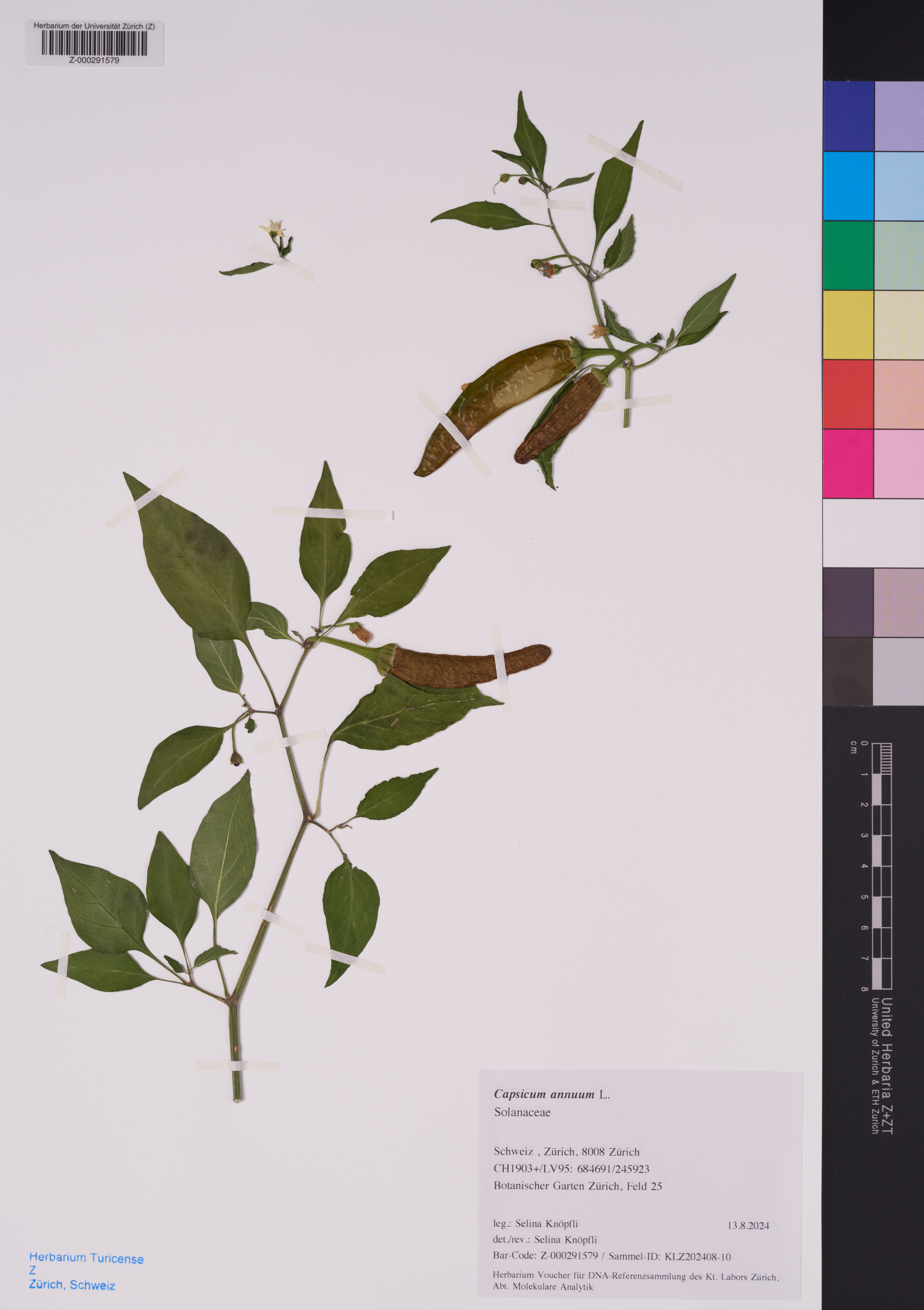 Capsicum annuum