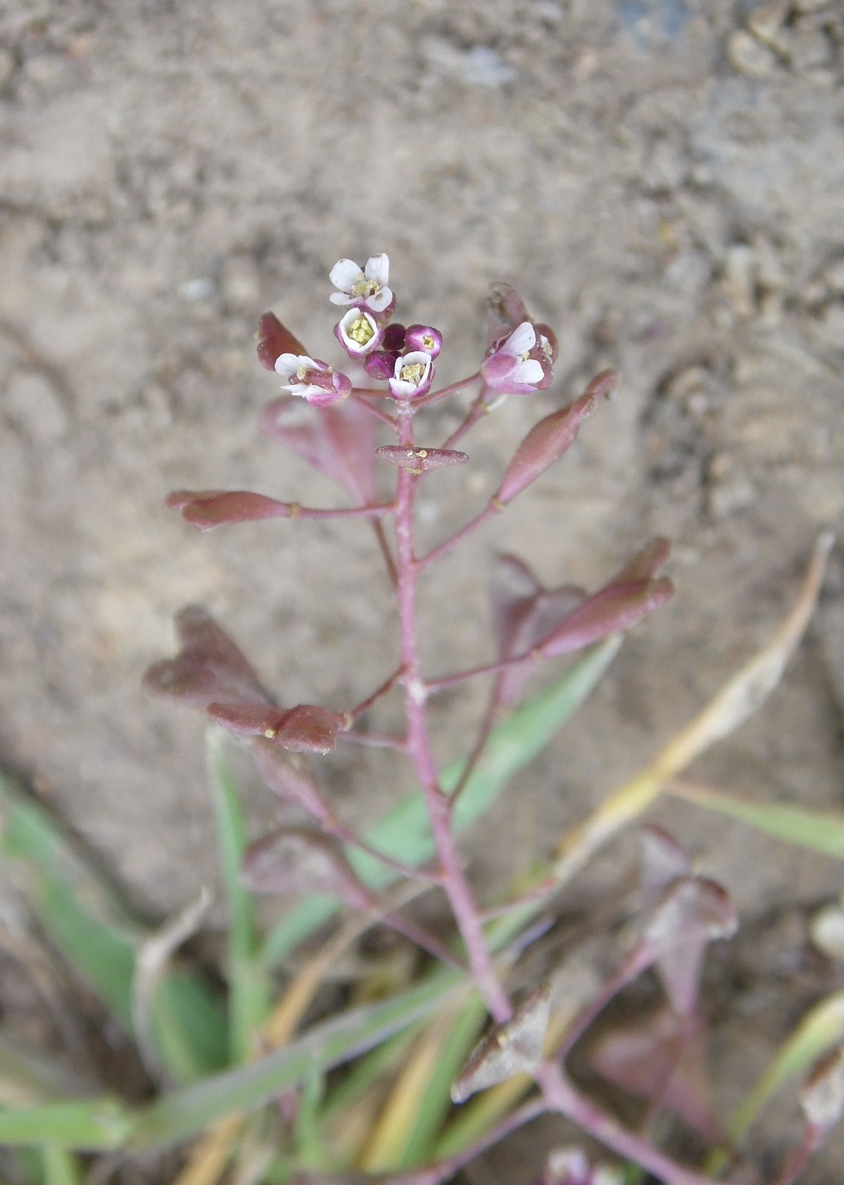 Capsella rubella