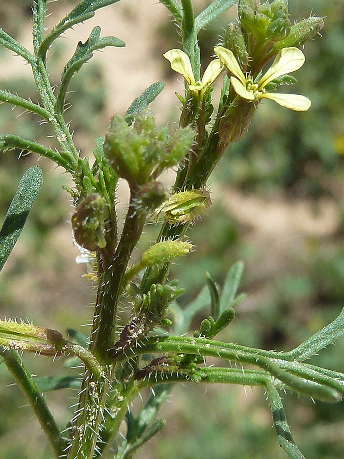 Carrichtera annua
