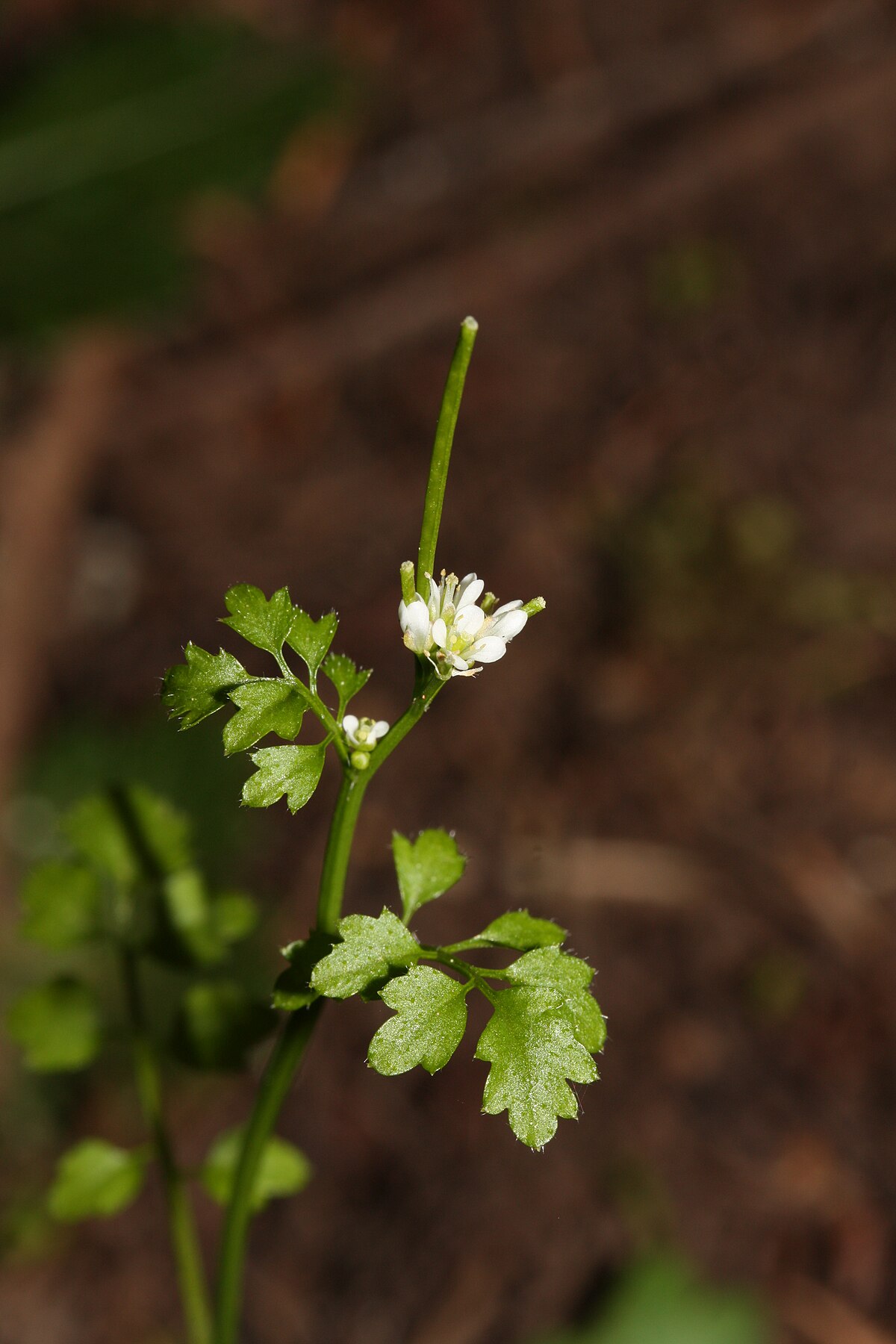 Cardamine enshiensis