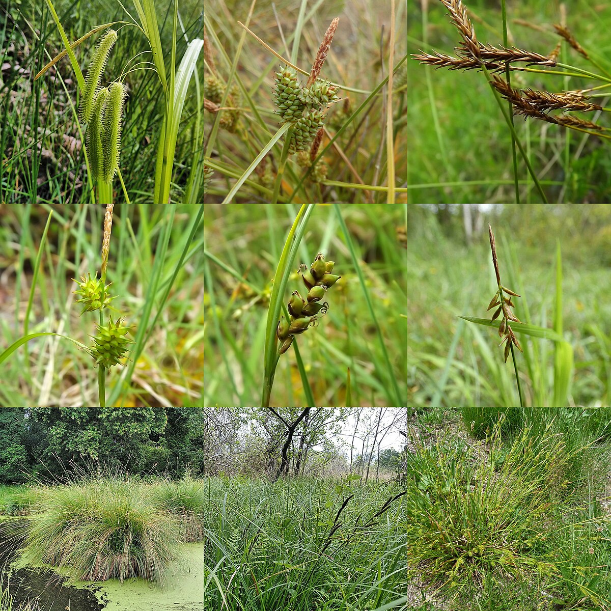 Carex littledalei
