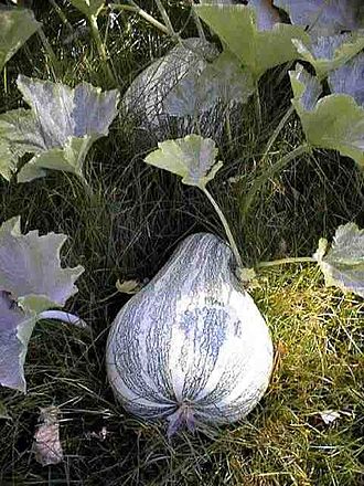 Cucurbita argyrosperma subsp. sororia