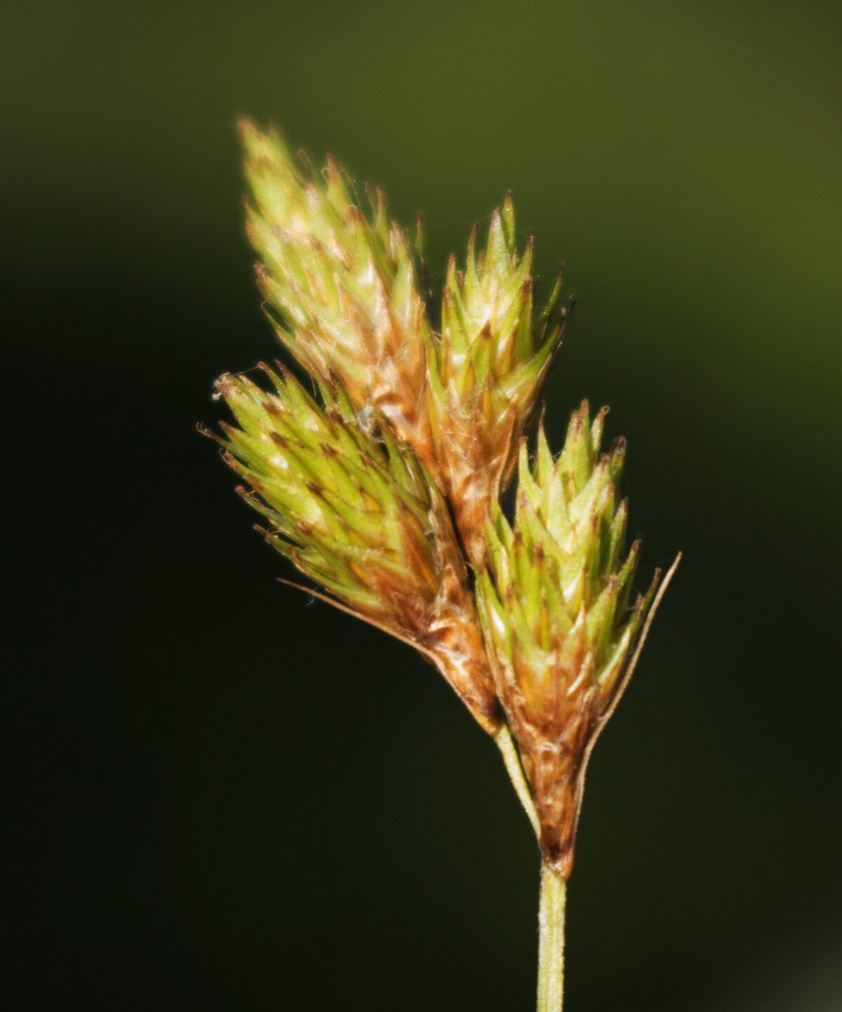 Carex scoparia