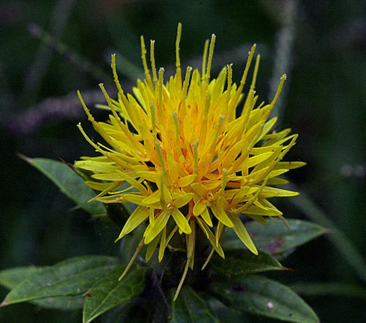 Carthamus tinctorius
