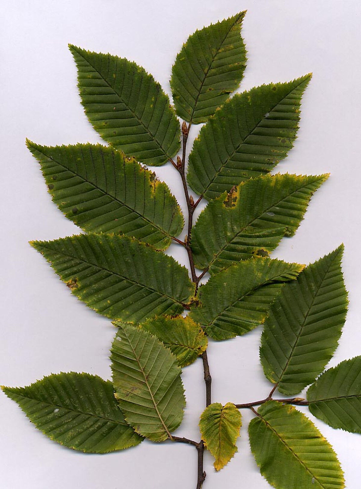 Carpinus viminea