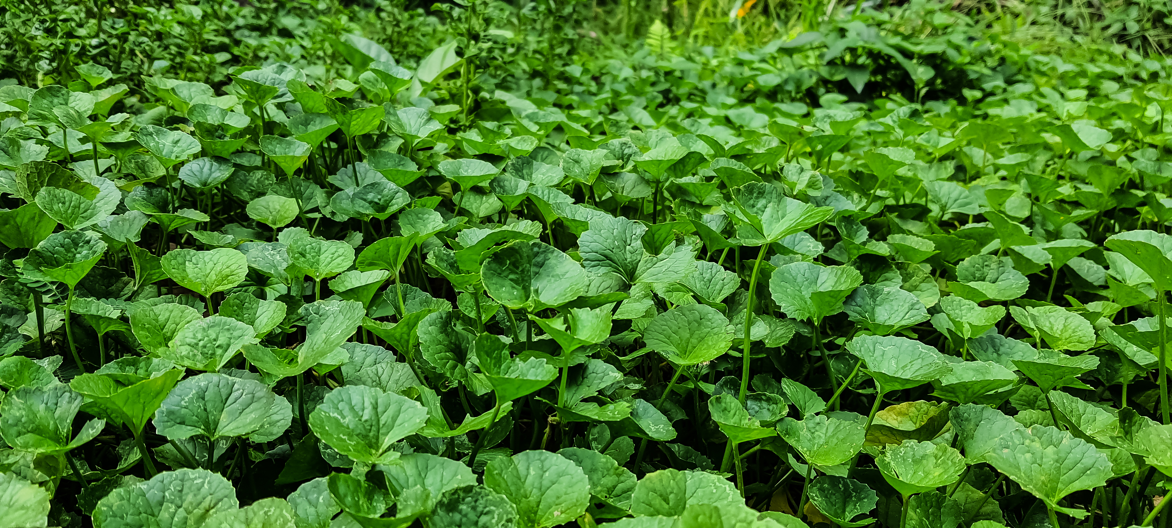 Centella asiatica