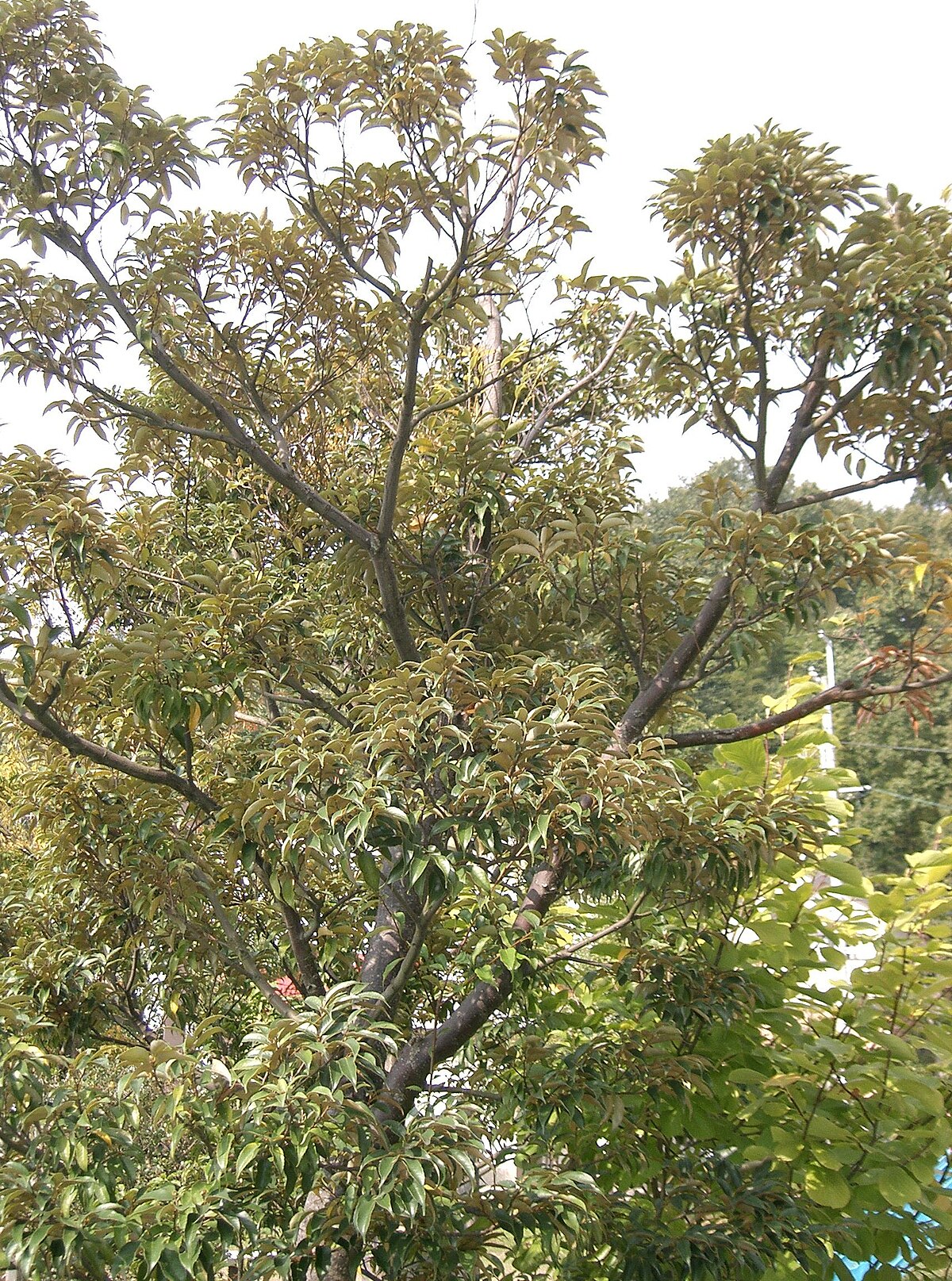 Castanopsis tibetana