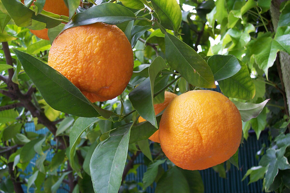Citrus aurantium ZGSC