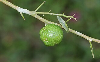 Citrus australis
