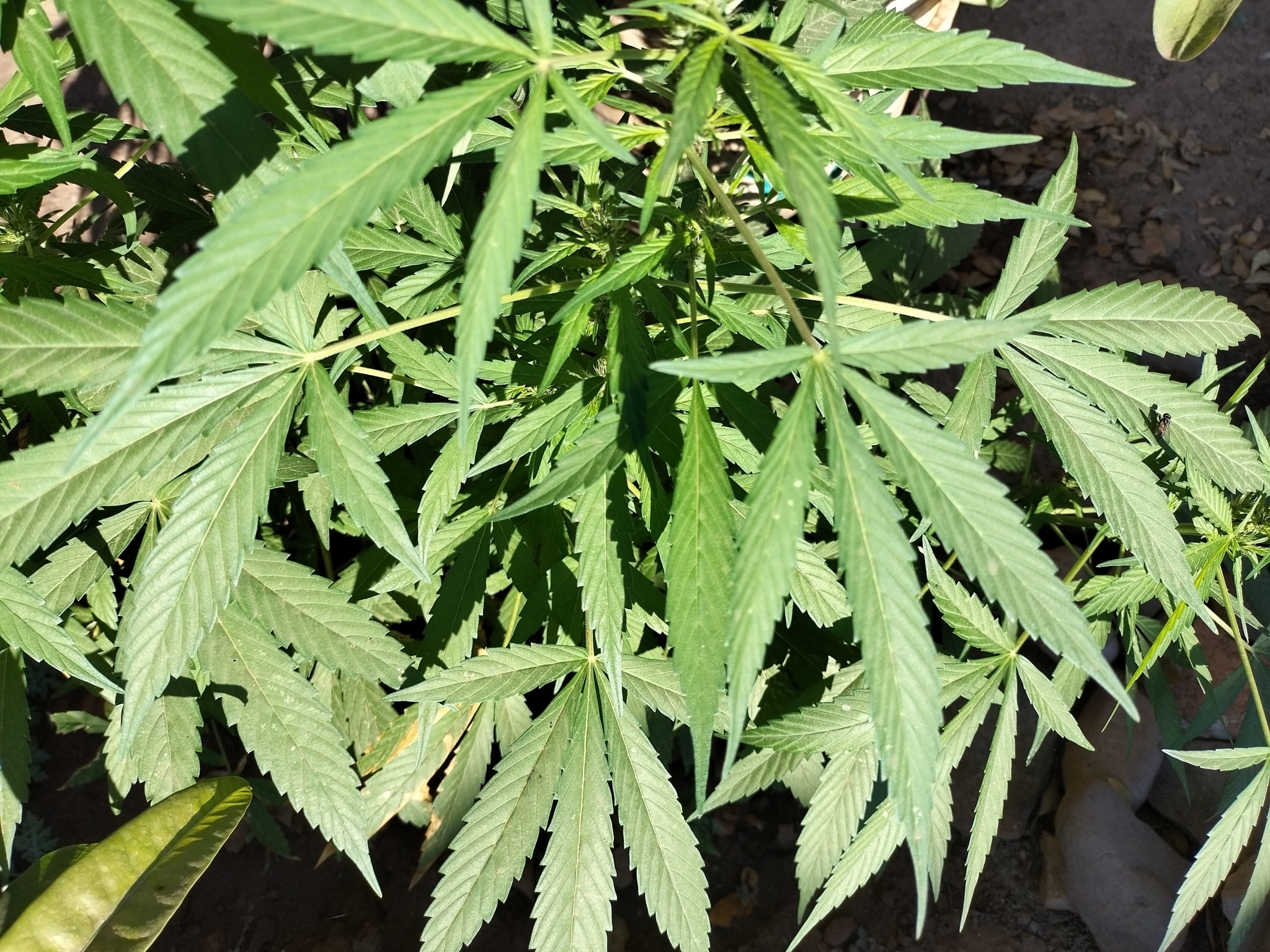 Cannabis sativa CA272