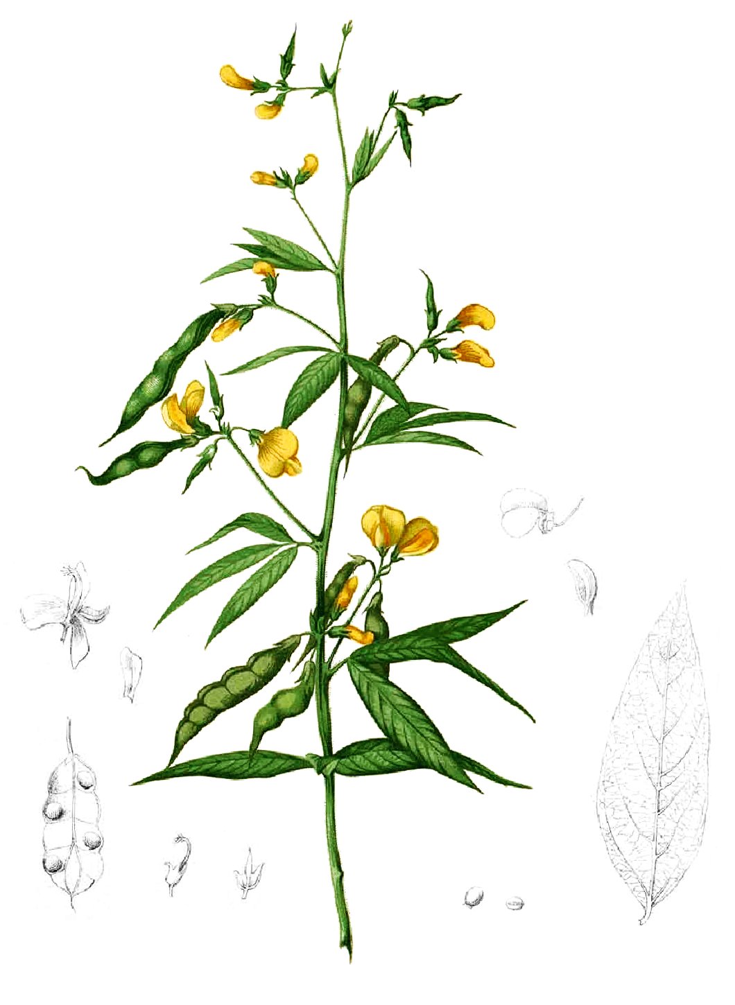 Cajanus cajan