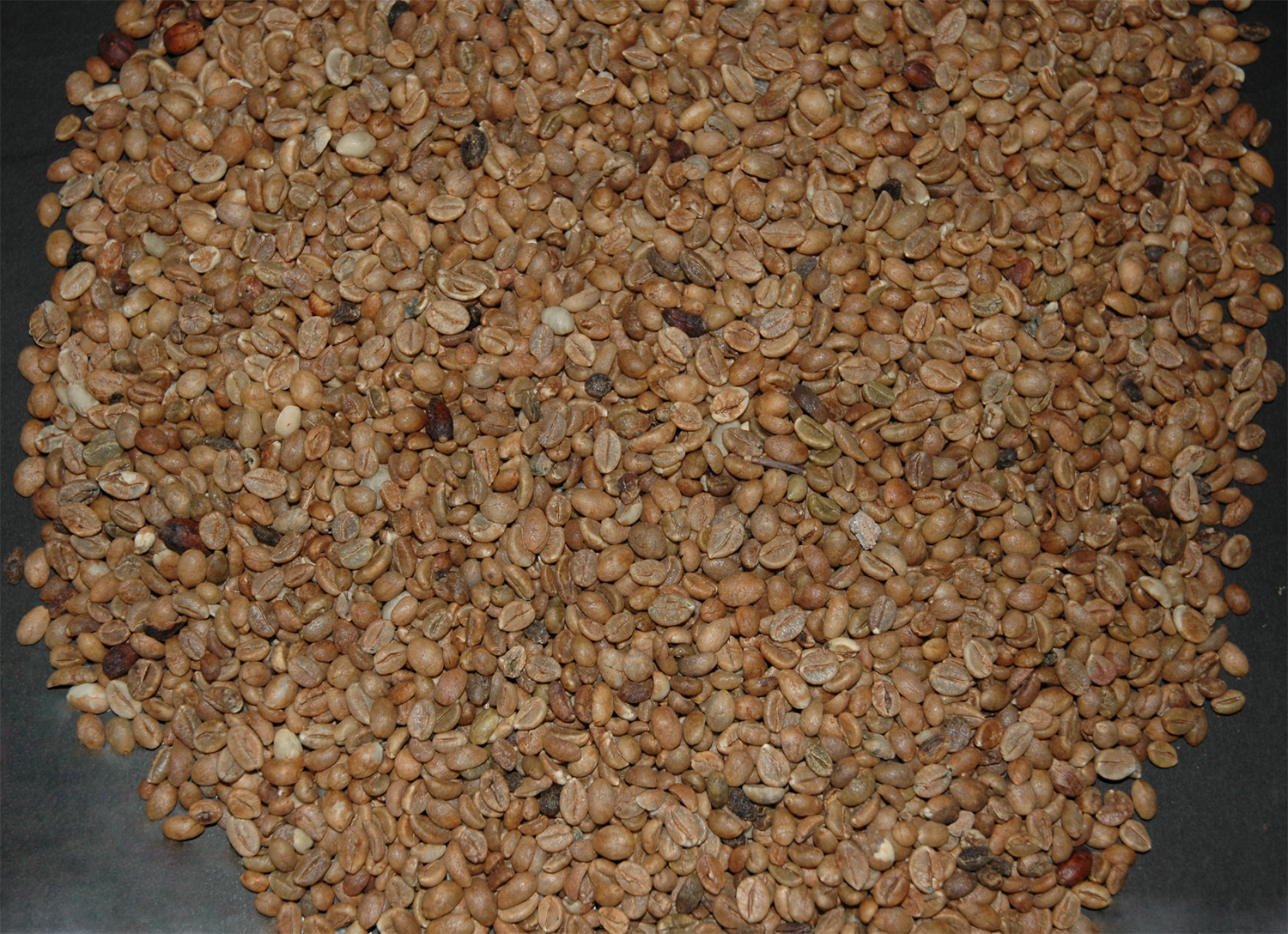 Coffea canephora