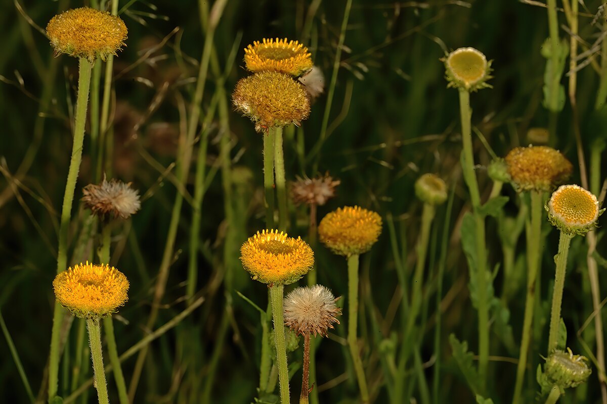 Conyza Canadensis