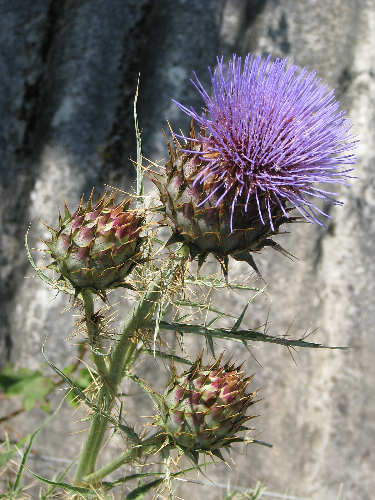 Cynara cardunculus