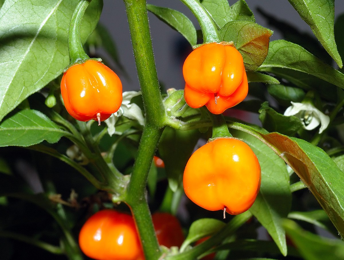 Capsicum chinense PBC932