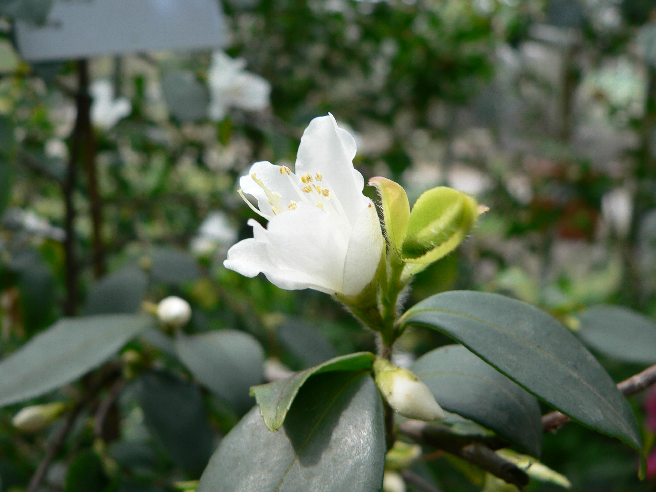 Camellia chekiangoleosa