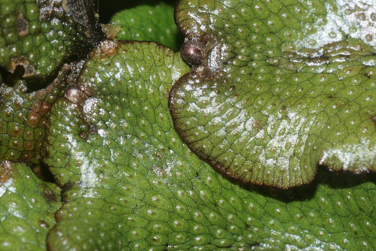 Conocephalum conicum