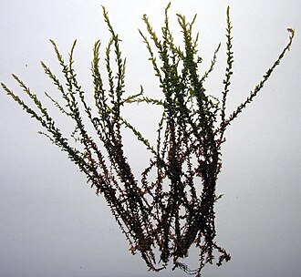 Calliergon cordifolium