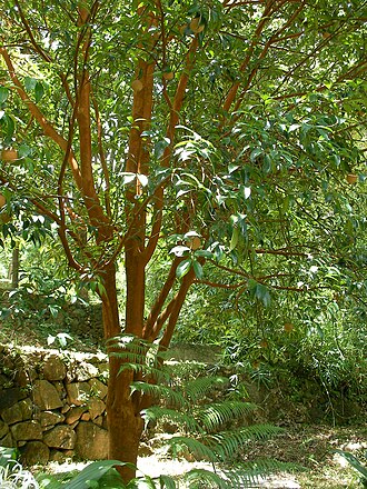 Camellia crapnelliana