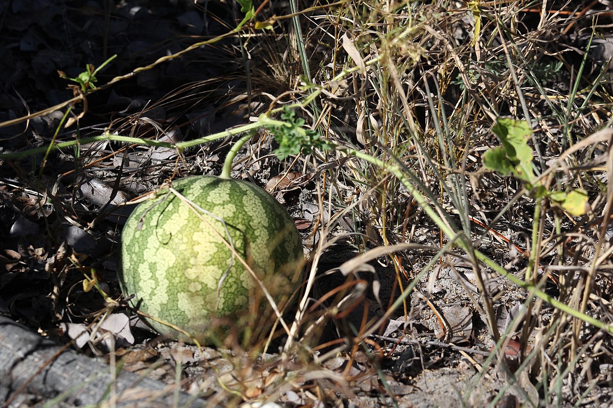 Citrullus ecirrhosus PI673135
