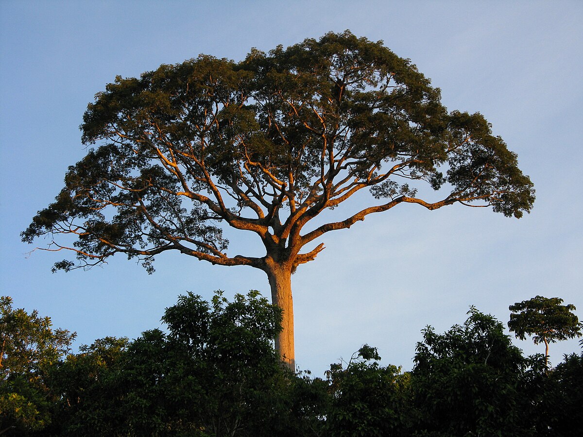 Ceiba pentandra