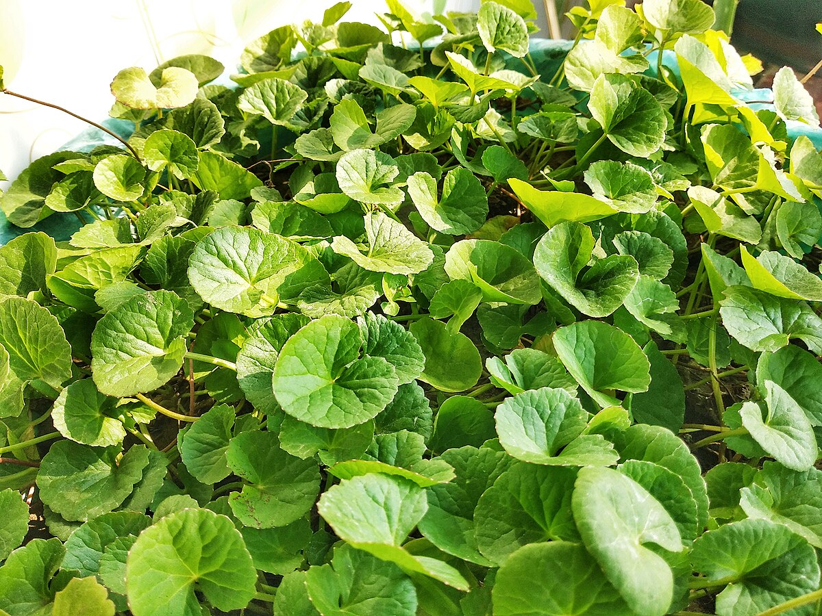 Centella asiatica
