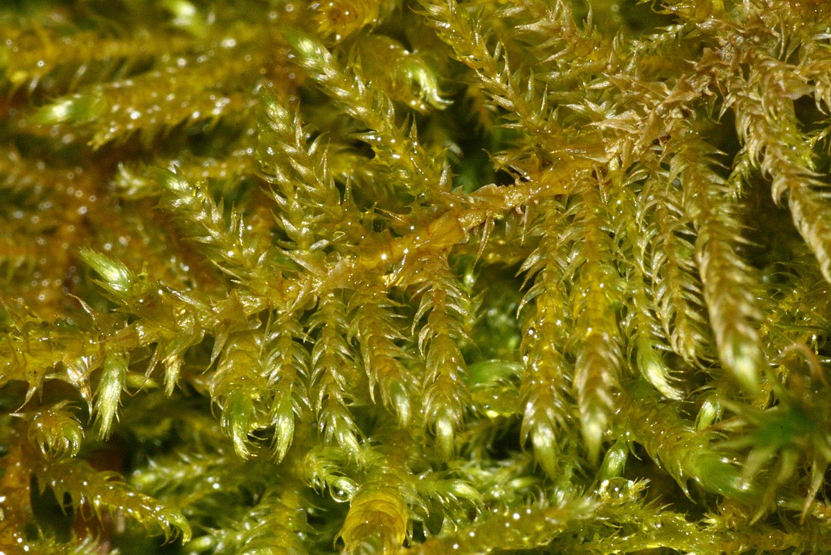 Cratoneuron filicinum