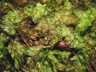 Calypogeia