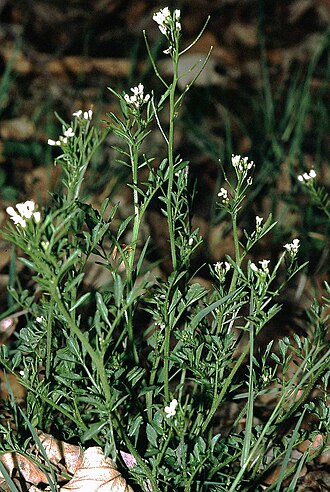 Cardamine flexuosa