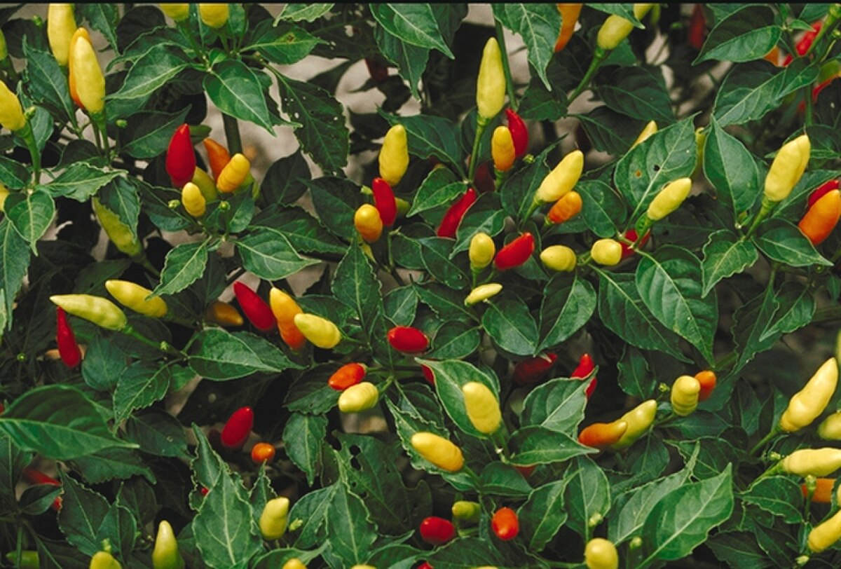 Capsicum frutescens CA254