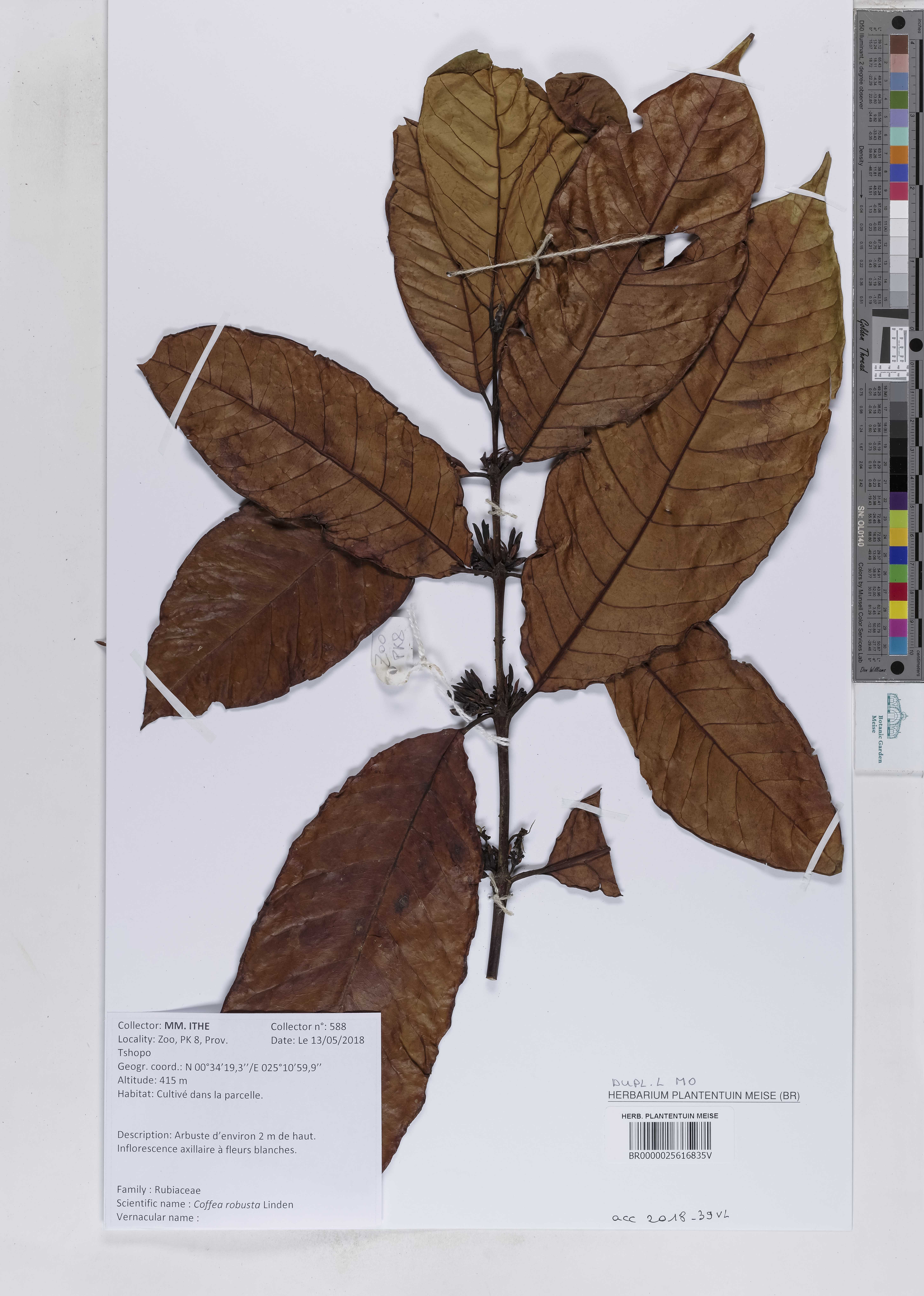 Coffea canephora CA254