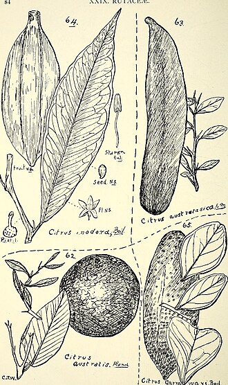 Citrus garrawayi