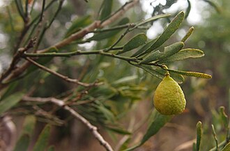 Citrus glauca